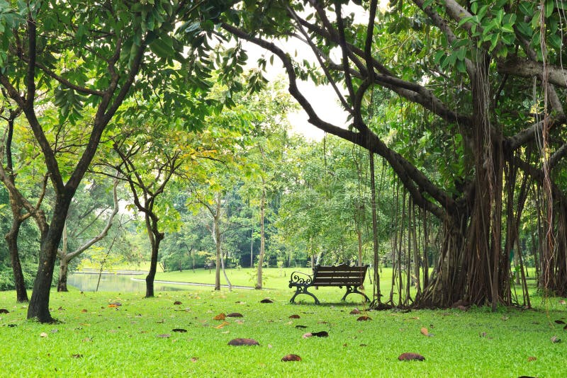 A bench in the green park