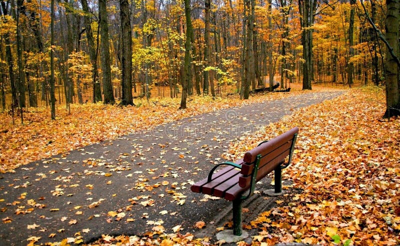 Bench In A Park