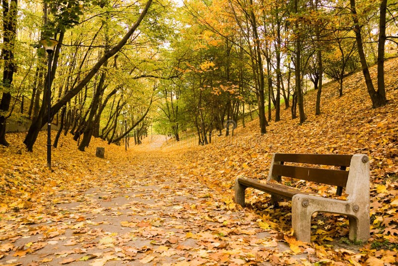 Bench on path in park