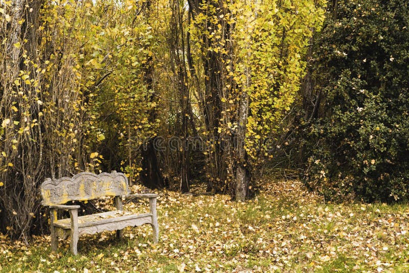 Bench in a quiet woodland in autumn