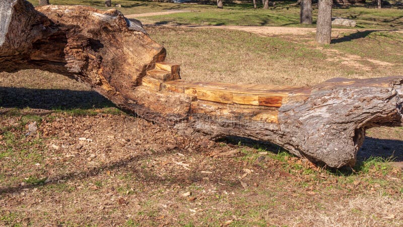 Tree Trunk Wood Bench Stock Photos Download 2 640 Royalty Free