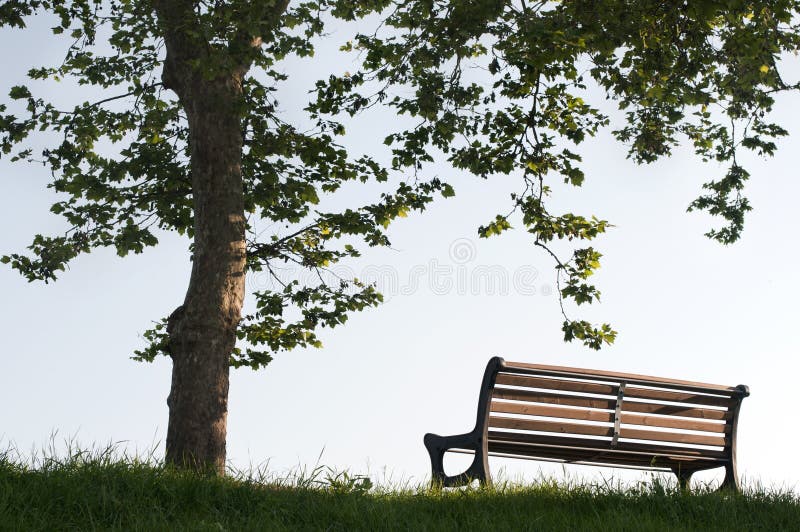 Bench under rhe tree