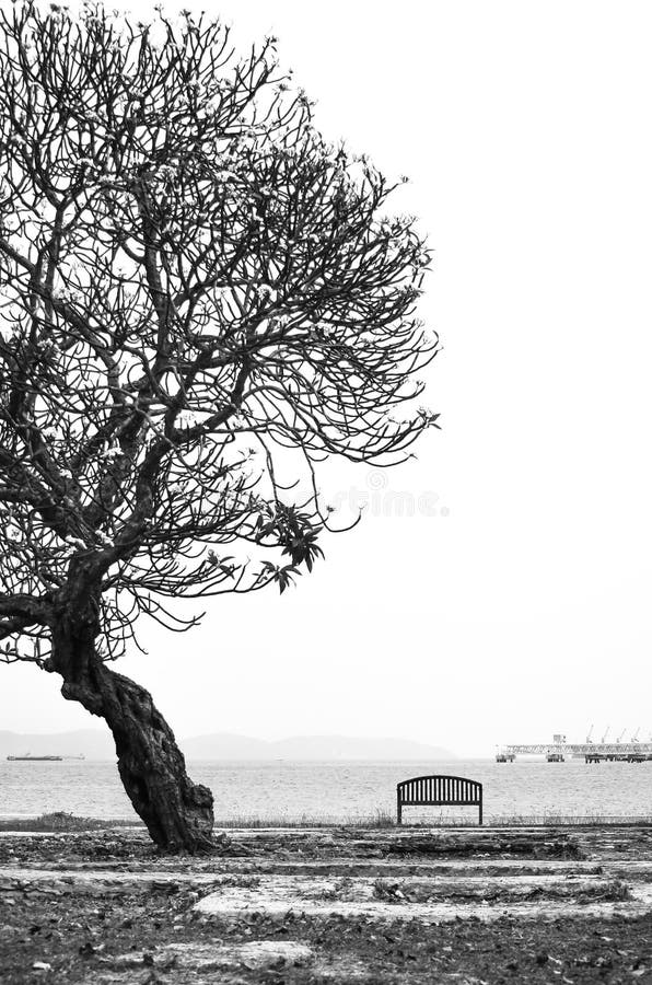 Bench under the tree