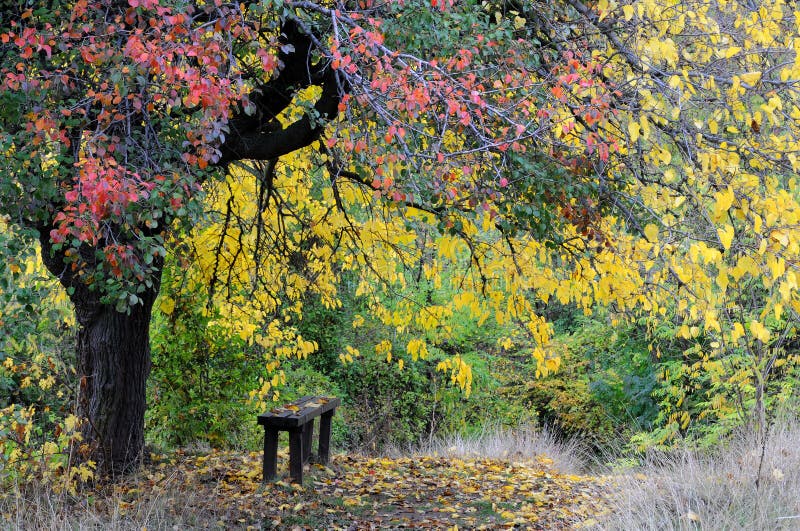 Bench Under the Tree in the Fall royalty free stock photography