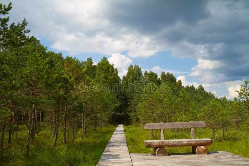 bench путь пущи стоковые фото bench путь пущи стоковые фото
