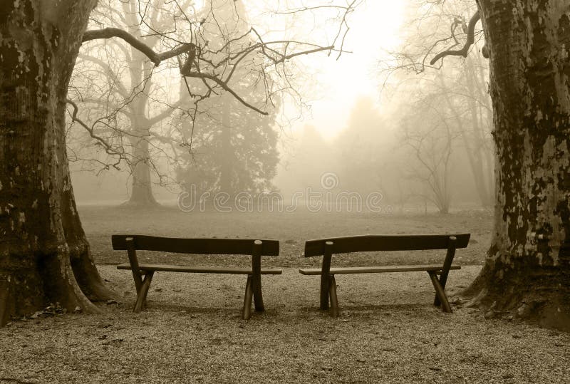 Benches in a foggy wood