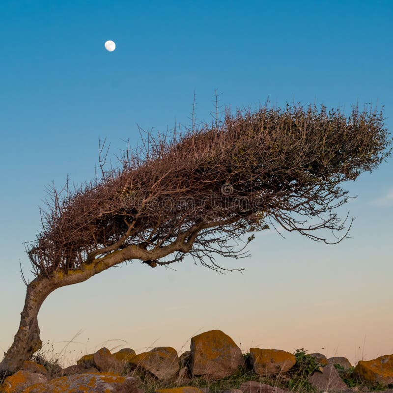 Bended tree moon a stone wall