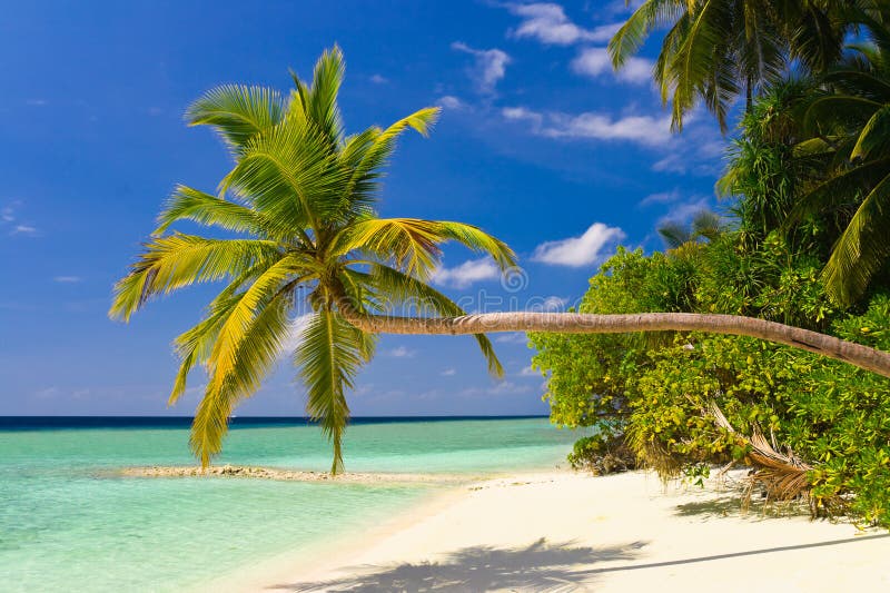 Bending palm tree on tropical beach