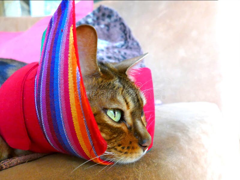 A Bengal Cat with an Alternative Cat Friendly Cone Postsurgery Stock
