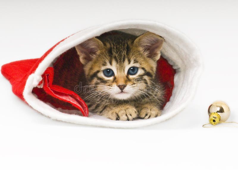 Bengal Cat in a Christmas Hat