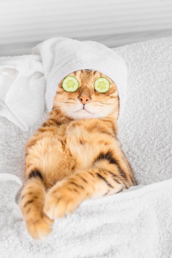 Bengal cat with cucumbers in front of his eyes in the spa. Vertical shot. Cat spa stock images, royalty-free photos and pictures