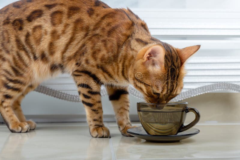 Bengal cat drinks water from a mug stock images
