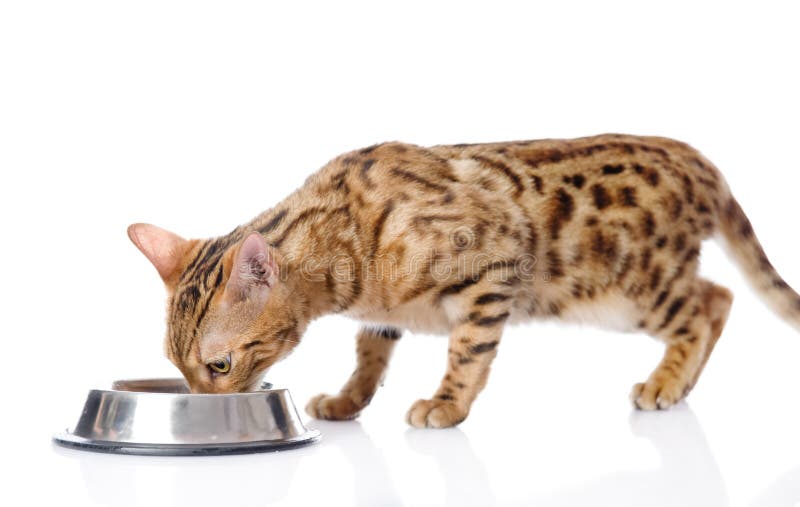 Bengal cat eating food. stock photo. Image of meal, dinner 40403168