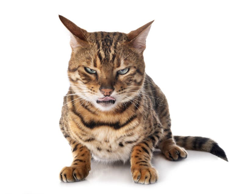 Aggressive bengal cat stock image. Image of animal, teeth 26366779