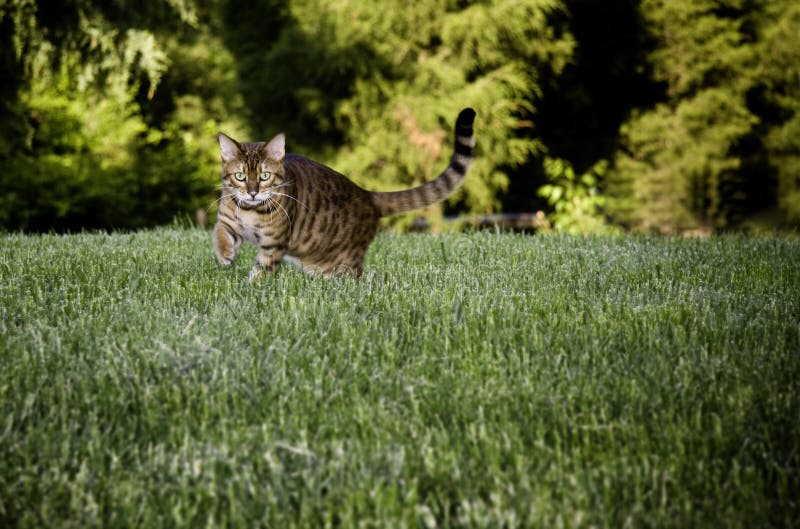 Bengal Cat in grass