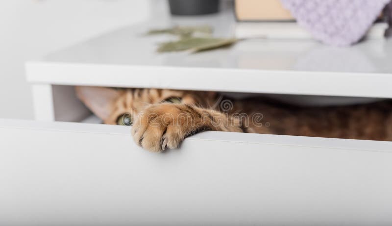 Bengal Cat Playing with a Bra in a Chest of Drawers Stock Photo
