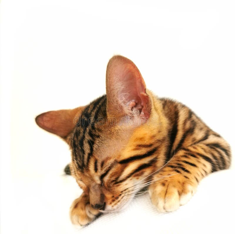 Bengal Cat Kitten Sleeping on a Bed Stock Image Image of bengal