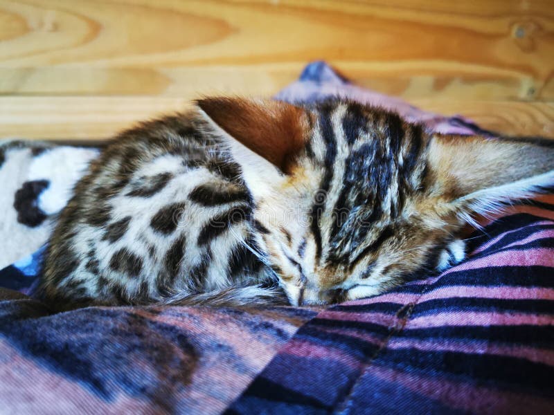 Bengal Cat Kitten Sleeping on a Bed Stock Photo Image of dark