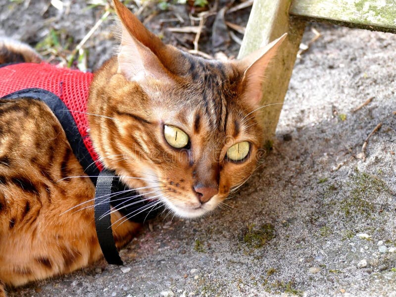 Bengal Cat On A Harness And Leash On A Stroll Outside Side View Stock