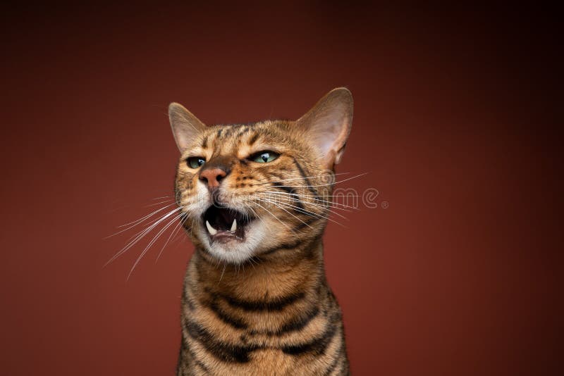 34,664 Angry Cat Stock Photos - Free & Royalty-Free Stock Photos from  Dreamstime