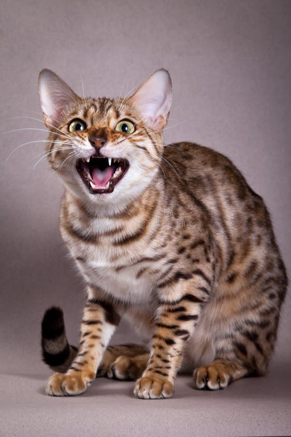 Bengal cat meows stock image. Image of playful, purr - 118142111