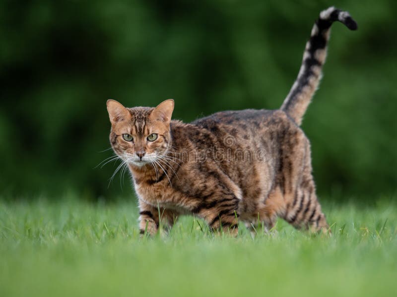 A bengal cat outside in the grass. A bengal cat outside in the grass