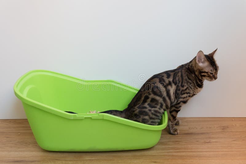 A Bengal Cat Pees in Its Cat Toilet. the Process of Potty Training