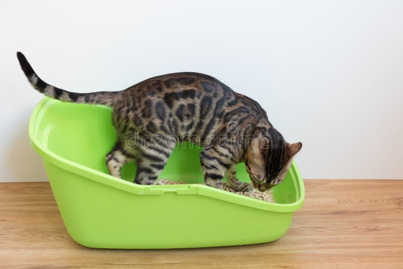 A Bengal Cat Pees in Its Cat Toilet. the Process of Potty Training Stock Image Image of care
