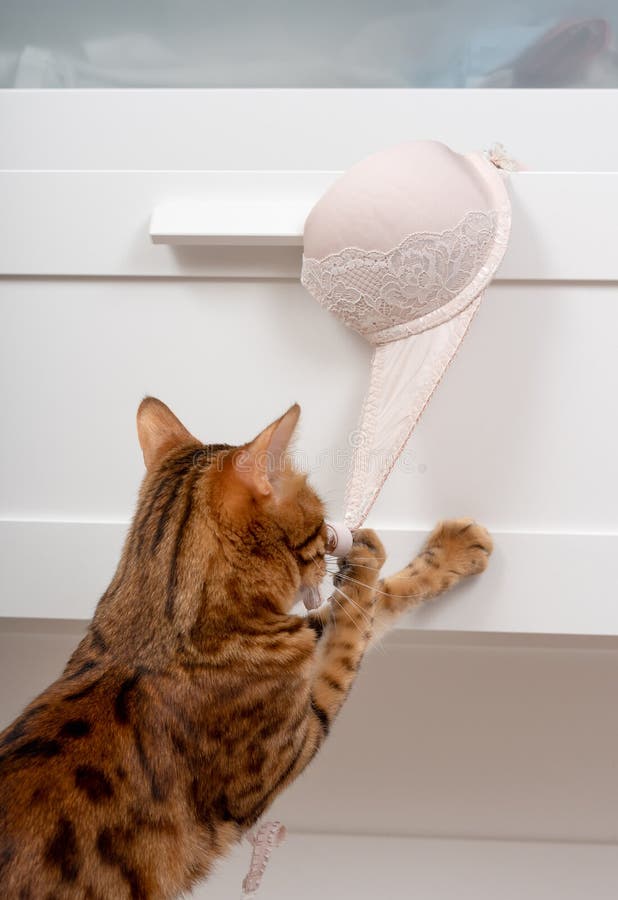 Bengal Cat Playing with a Bra in a Chest of Drawers Stock Photo