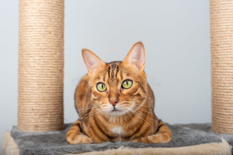 Bengal Cat is Resting on a Platform of Cat Furniture Stock Image