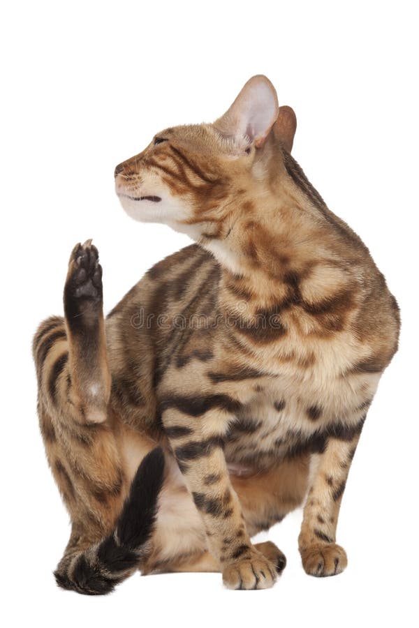 Bengal cat scratches herself with paw