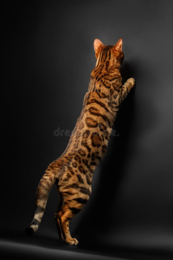 Bengal Cat Standing On Hind Legs Stock Image Image of spotty, eyeliner 8548903