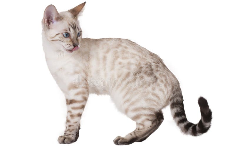 Cat Standing Sideways Isolated Stock Image - Image of white, pets: 35803637