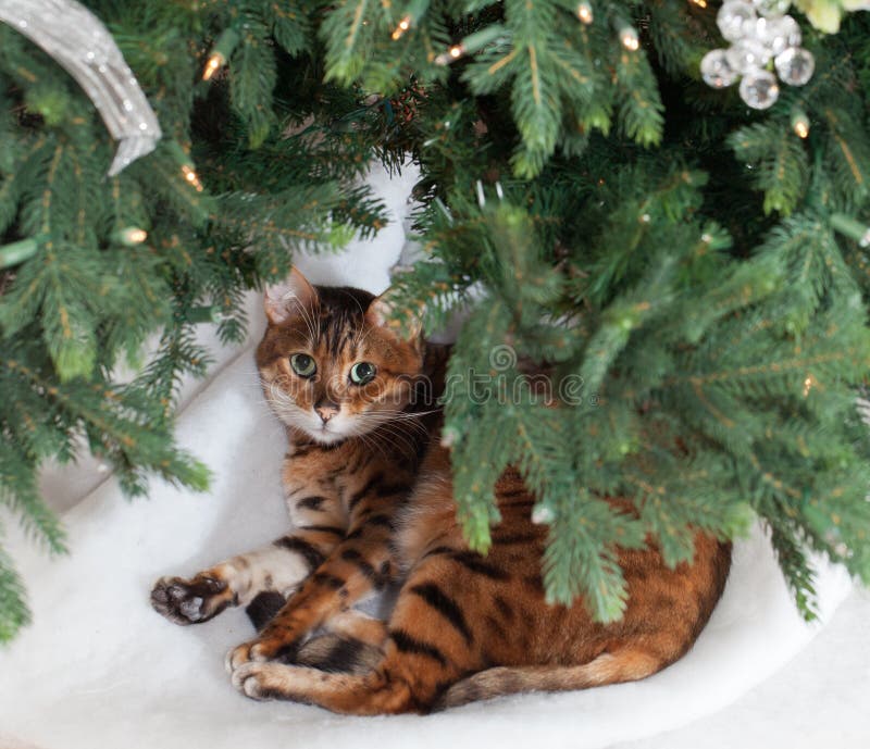 Bengal Cat Under Christmas Tree Stock Photo Image of december, stare