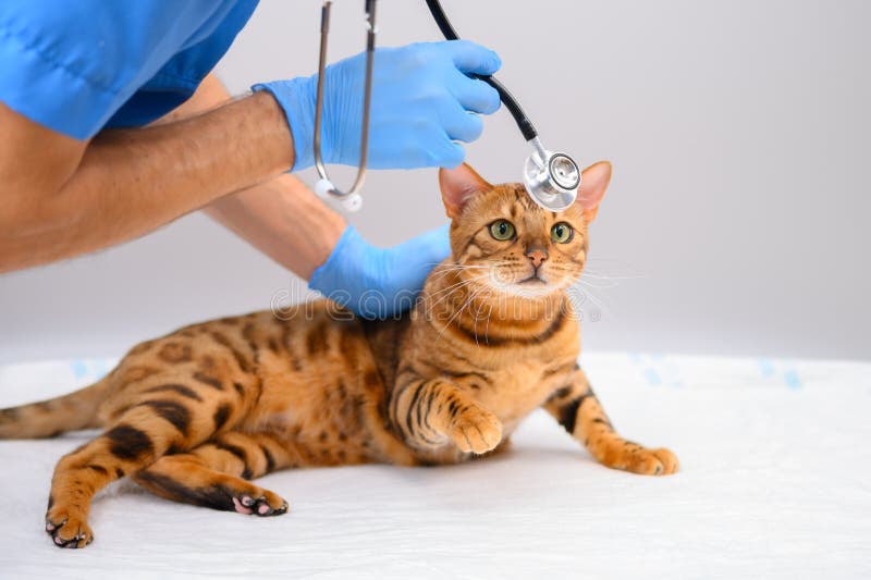 Bengal cat at a vet`s appointment playing with a stethoscope in the hands of a doctor