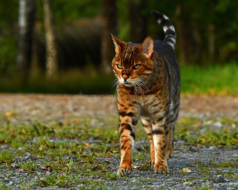 Bengal cat walking time stock photo. Image of field 158484526