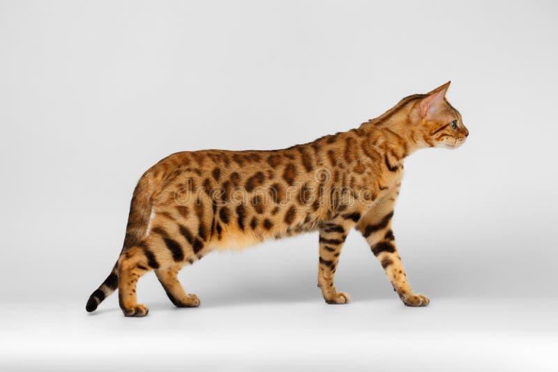 Bengal Cat Walking on White Background Stock Image Image of pedigree