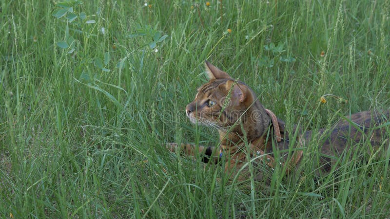 Bengal cat walks in the grass. He shows different emotions. The cat looks away. Ears on the vertex, pointing forward: the cat is in a good mood, ready for the game.
