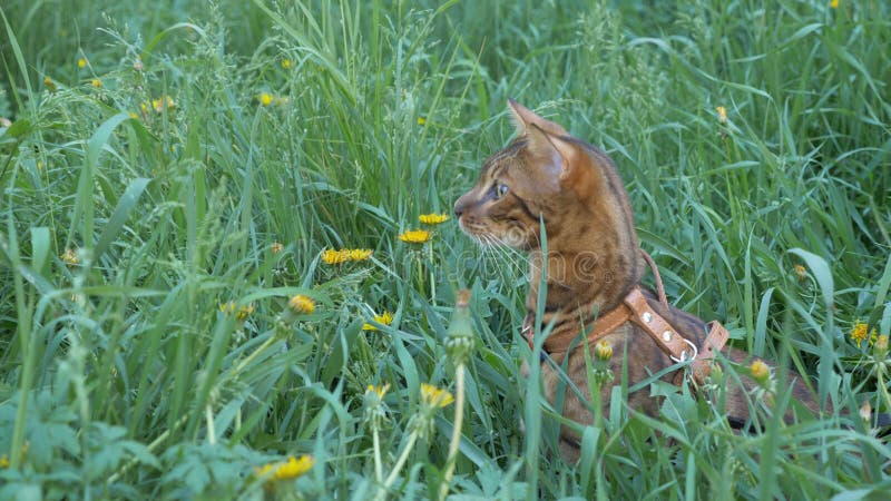 Bengal cat walks in the grass. He shows different emotions. The cat looks away. Ears on the vertex, pointing forward: the cat is in a good mood, ready for the game.