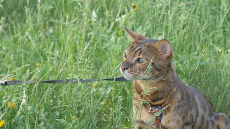 Bengal cat walks in the grass. He shows different emotions. Ears on the vertex, pointing forward: the cat is in a good mood, ready for the game.