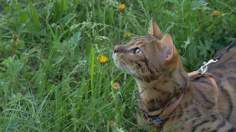 Bengal cat walks in the grass. He shows different emotions. The cat looks away. Ears on the vertex, pointing forward: the cat is in a good mood, ready for the game.