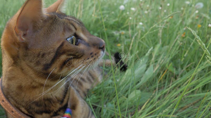 Bengal cat walks in the grass. He shows different emotions. Predator tracks down prey. He follows her with interest. Ears on the vertex, pointing forward: the cat is in a good mood, ready for the game.