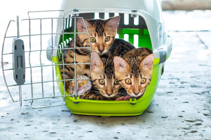 Bengal cats in pet carrier stock image. Image of breeding 76692317