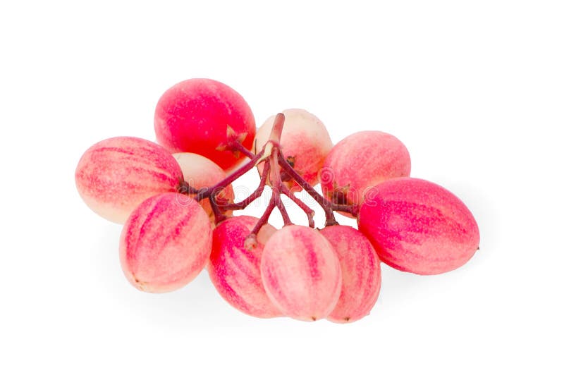 Bengal-Currants, Carandas-plum, Karanda, Carissa carandas L, Is a fruit with high medicinal properties. isolated on white background.