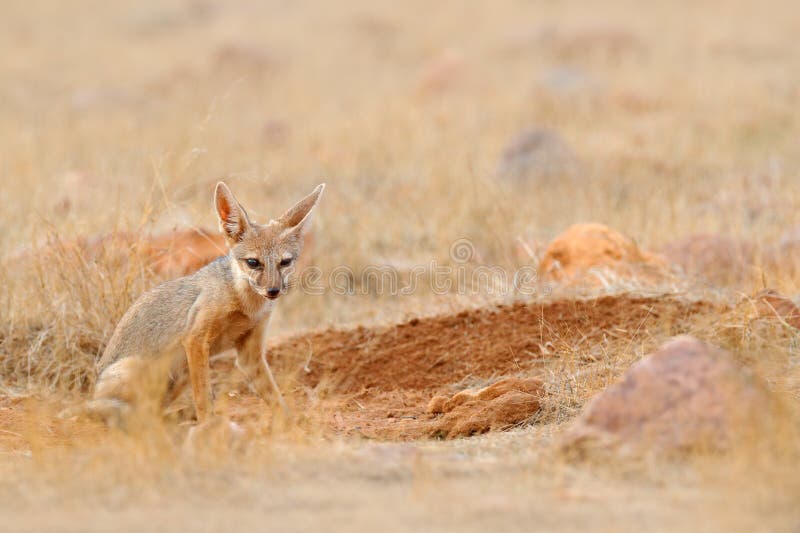 Bengal Fox, Indian Fox, Vulpes bengalensis, Ranthambore National Park, India. Wild animal in nature habitat. Fox near nest ground royalty free stock photos Bengal Fox, Indian Fox, Vulpes bengalensis, Ranthambore National Park, India. Wild animal in nature habitat. Fox near nest ground royalty free stock photos