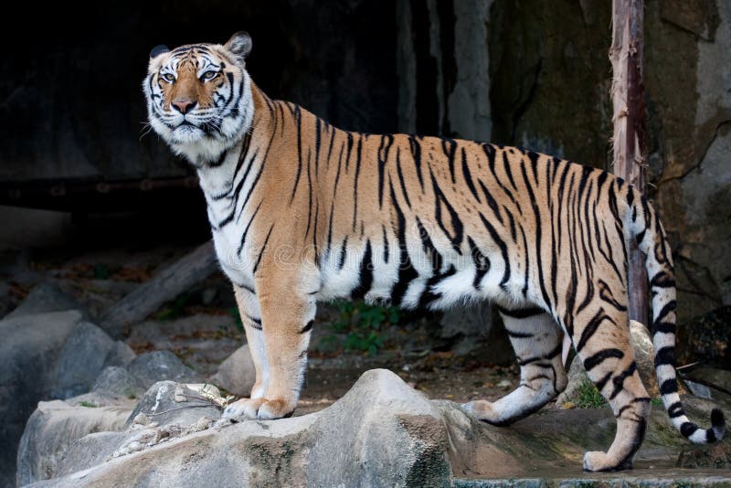 bengal hindusa tygrys zdjęcia royalty free bengal hindusa tygrys zdjęcia royalty free