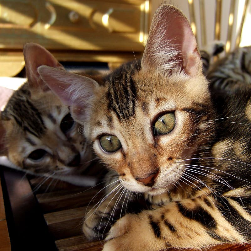 Bengal kattkattunge som kopplar av med siblingen i bakgrund som hemma tas arkivfoto Bengal kattkattunge som kopplar av med siblingen i bakgrund som hemma tas arkivfoto