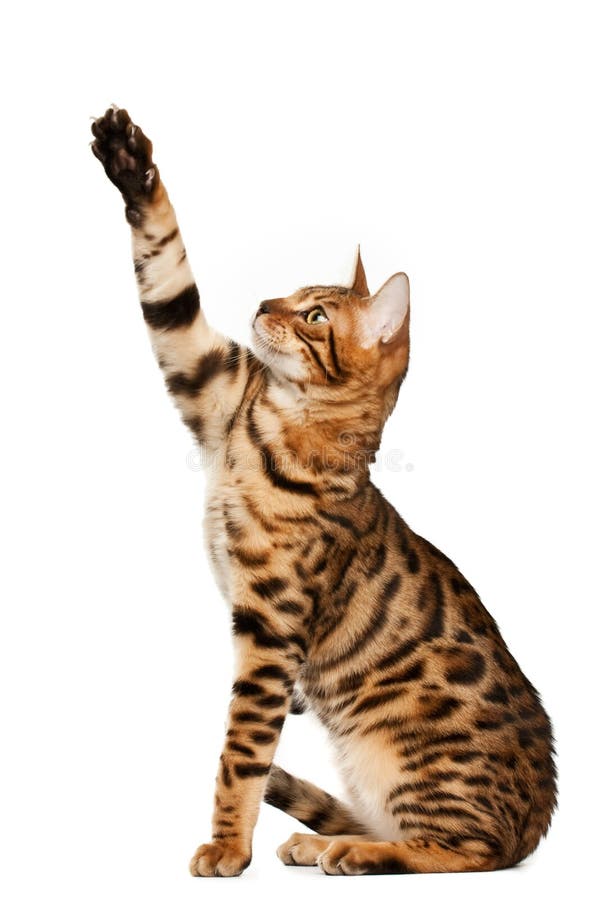 Bengal-Katze stockfotos Bengal-Katze stockfotos