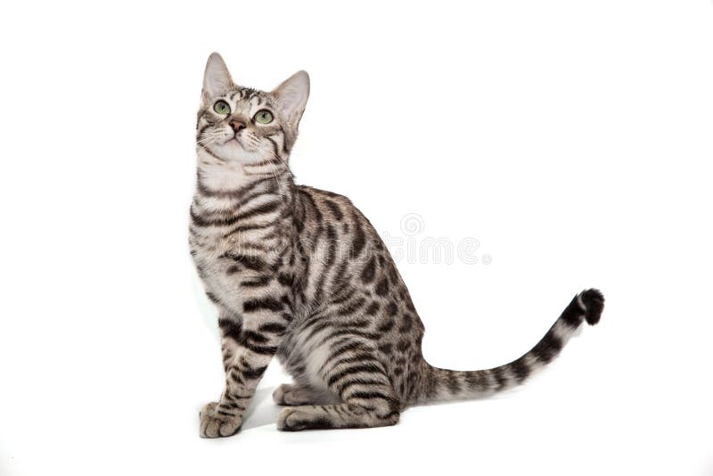 Bengal Katze Auf Weissem Hintergrund Stockfoto Bild Von Britisch Bengal