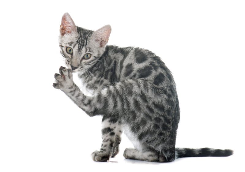 Bengal kitten grooming stock image. Image of striped 57265595